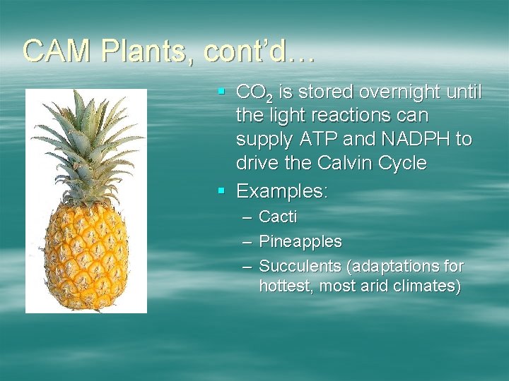 CAM Plants, cont’d… § CO 2 is stored overnight until the light reactions can