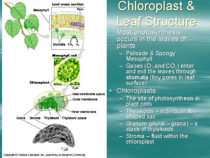 Chloroplast & Leaf Structure § Most photosynthesis occurs in the leaves of plants –