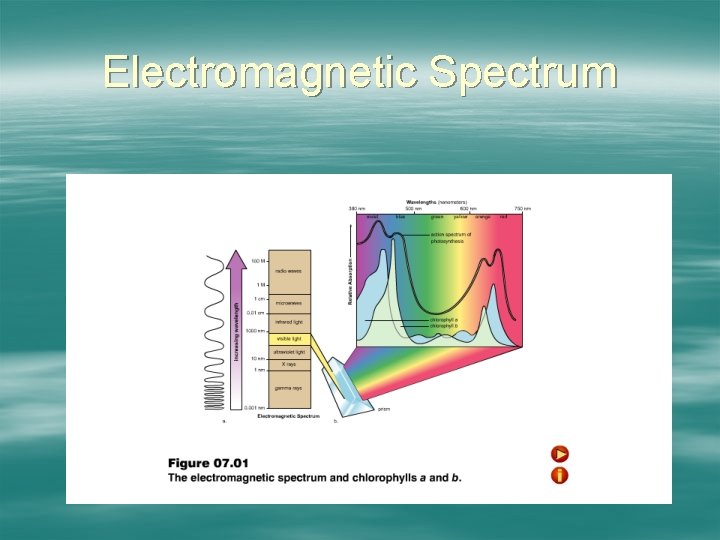 Electromagnetic Spectrum 