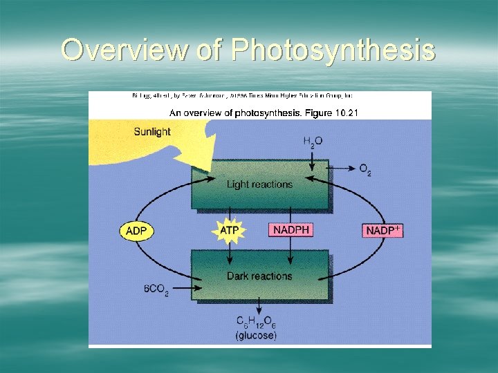 Overview of Photosynthesis 