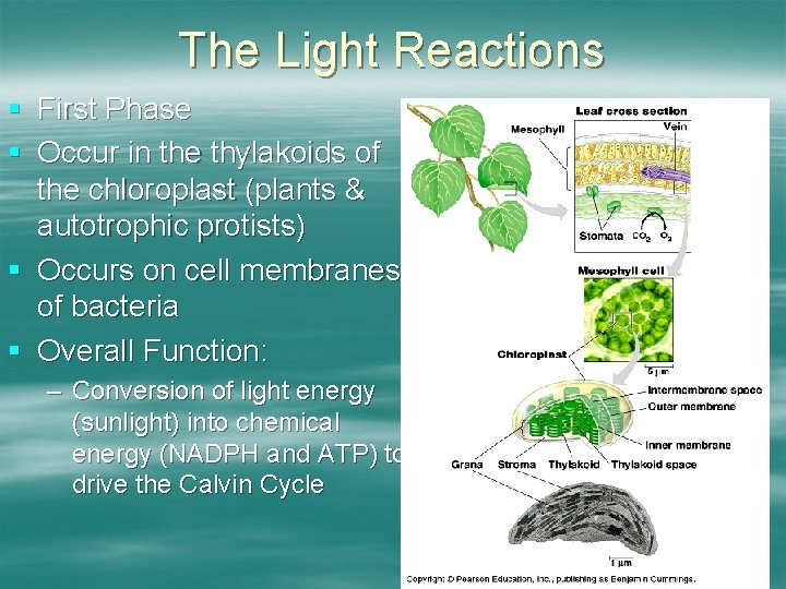 The Light Reactions § First Phase § Occur in the thylakoids of the chloroplast