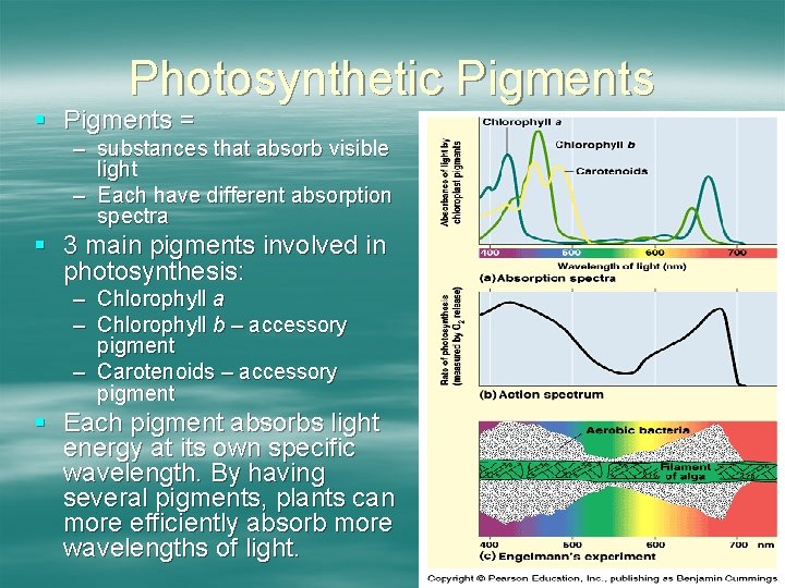 Photosynthetic Pigments § Pigments = – substances that absorb visible light – Each have