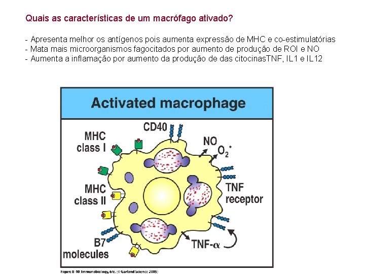 Quais as características de um macrófago ativado? Figure 8 -40 - Apresenta melhor os