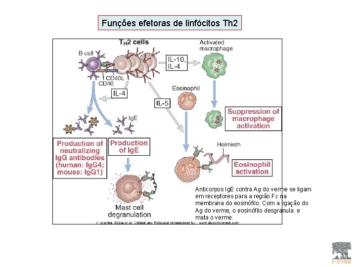 Funções efetoras de linfócitos Th 2 Anticorpos Ig. E contra Ag do verme se