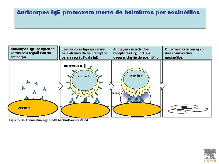 Anticorpos Ig. E promovem morte de helmintos por eosinófilos Figure 9 -34 Anticorpos Ig.