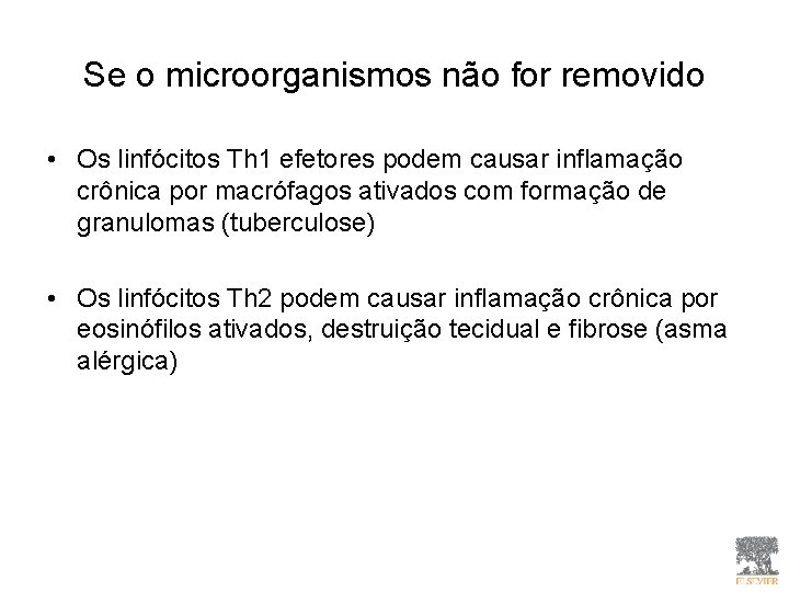 Se o microorganismos não for removido • Os linfócitos Th 1 efetores podem causar