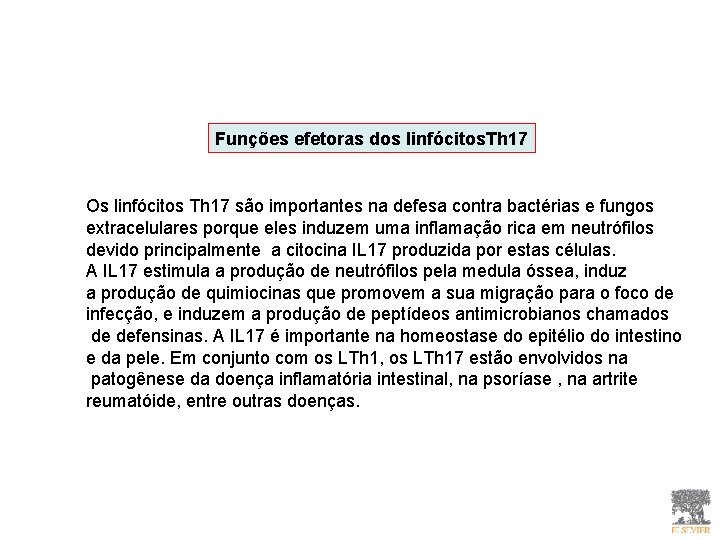 Funções efetoras dos linfócitos. Th 17 Os linfócitos Th 17 são importantes na defesa