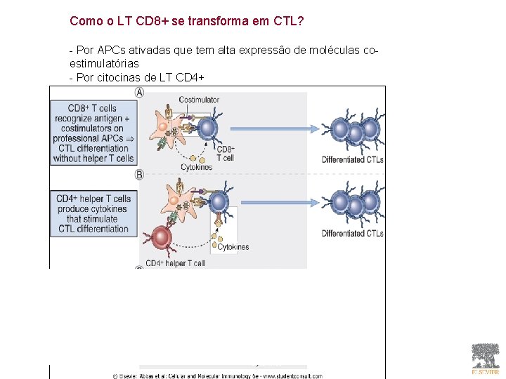 Como o LT CD 8+ se transforma em CTL? - Por APCs ativadas que