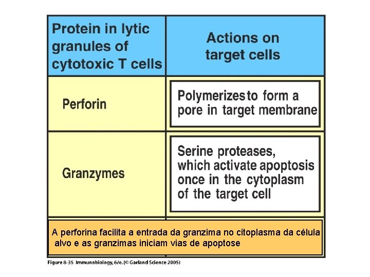 Figure 8 -35 A perforina facilita a entrada da granzima no citoplasma da célula