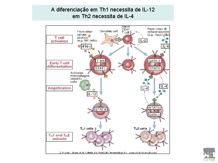 A diferenciação em Th 1 necessita de IL-12 em Th 2 necessita de IL-4