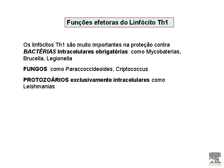 Funções efetoras do Linfócito Th 1 Os linfócitos Th 1 são muito importantes na