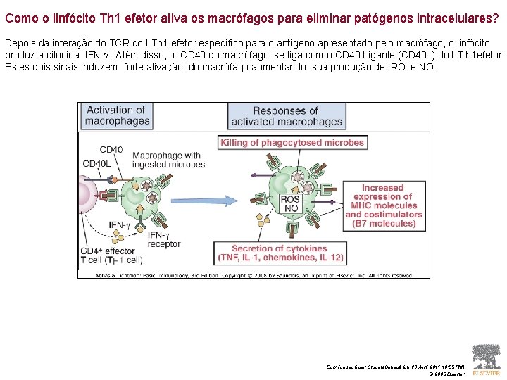 Como o linfócito Th 1 efetor ativa os macrófagos para eliminar patógenos intracelulares? Depois