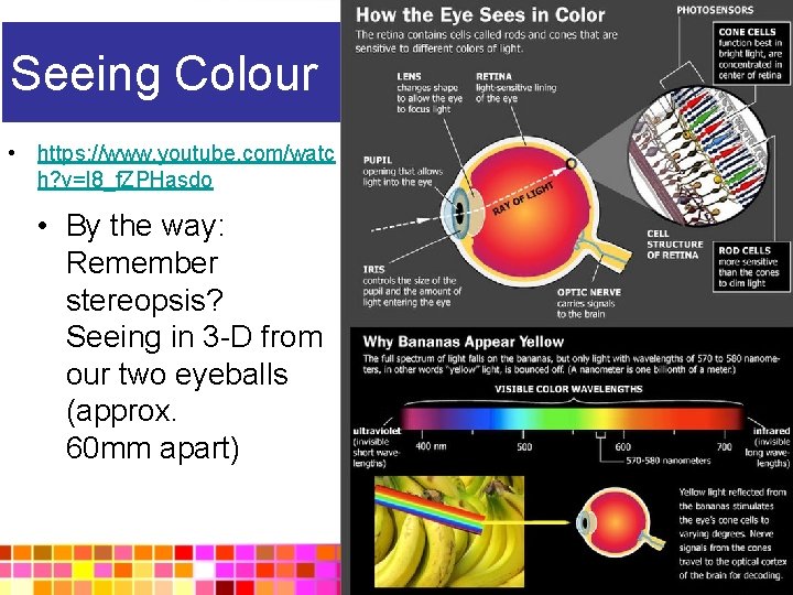 Seeing Colour • https: //www. youtube. com/watc h? v=l 8_f. ZPHasdo • By the