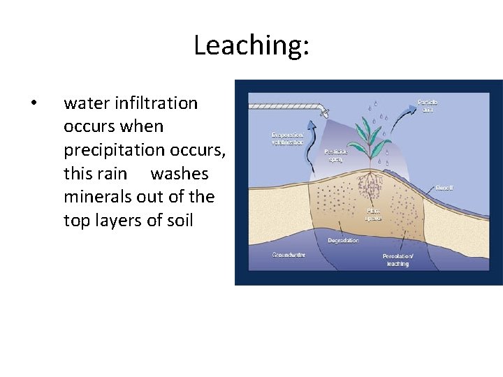 Leaching: • water infiltration occurs when precipitation occurs, this rain washes minerals out of