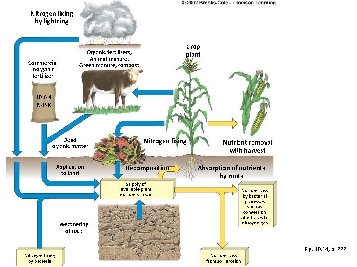 Nitrogen fixing by lightning Commercial inorganic fertilizer Crop plant Organic fertilizers, Animal manure, Green