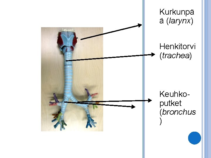 Kurkunpä ä (larynx) Henkitorvi (trachea) Keuhkoputket (bronchus ) 