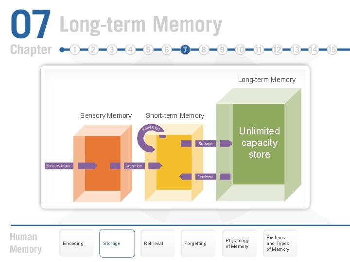 Long-term Memory Sensory Memory Short-term Memory Unlimited capacity store Encoding Storage Retrieval Forgetting Physiology