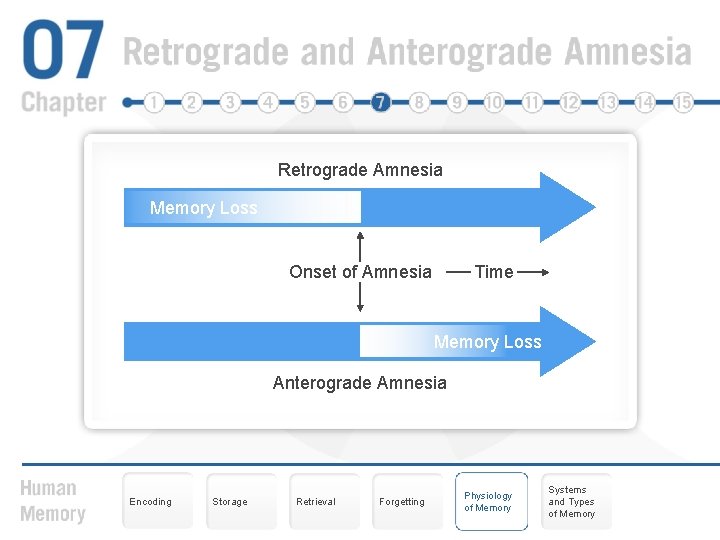 Retrograde Amnesia Memory Loss Time Onset of Amnesia Memory Loss Anterograde Amnesia Encoding Storage