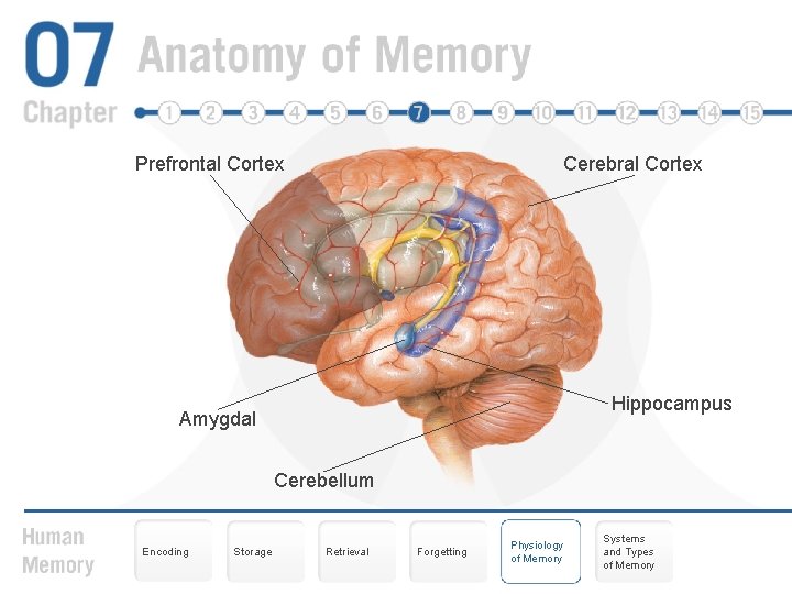Prefrontal Cortex Cerebral Cortex Hippocampus Amygdal Cerebellum Encoding Storage Retrieval Forgetting Physiology of Memory