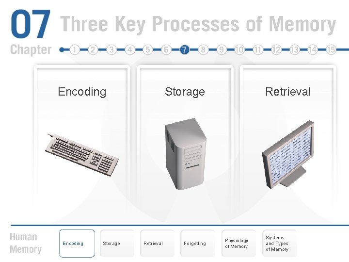 Encoding Storage Retrieval Forgetting Retrieval Physiology of Memory Systems and Types of Memory 