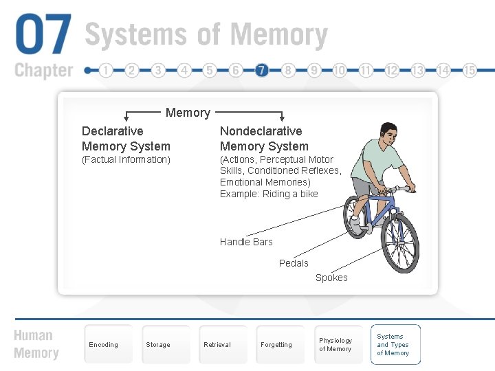 Memory Declarative Memory System Nondeclarative Memory System (Factual Information) (Actions, Perceptual Motor Skills, Conditioned