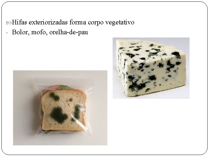  Hifas exteriorizadas forma corpo vegetativo - Bolor, mofo, orelha-de-pau 