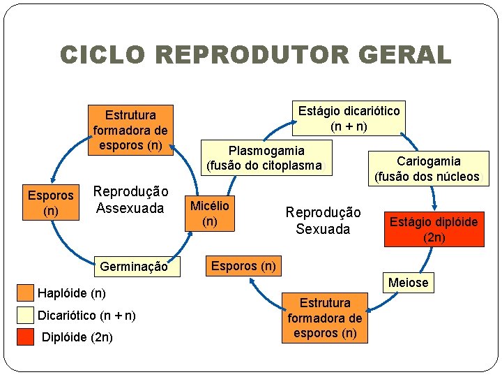 CICLO REPRODUTOR GERAL Estrutura formadora de esporos (n) Esporos (n) Reprodução Assexuada Germinação Haplóide