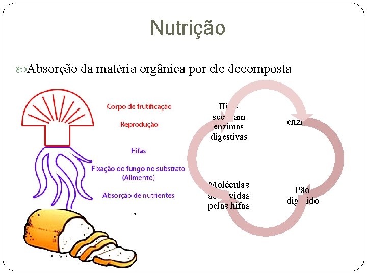 Nutrição Absorção da matéria orgânica por ele decomposta Hifas secretam enzimas digestivas enzimas Moléculas