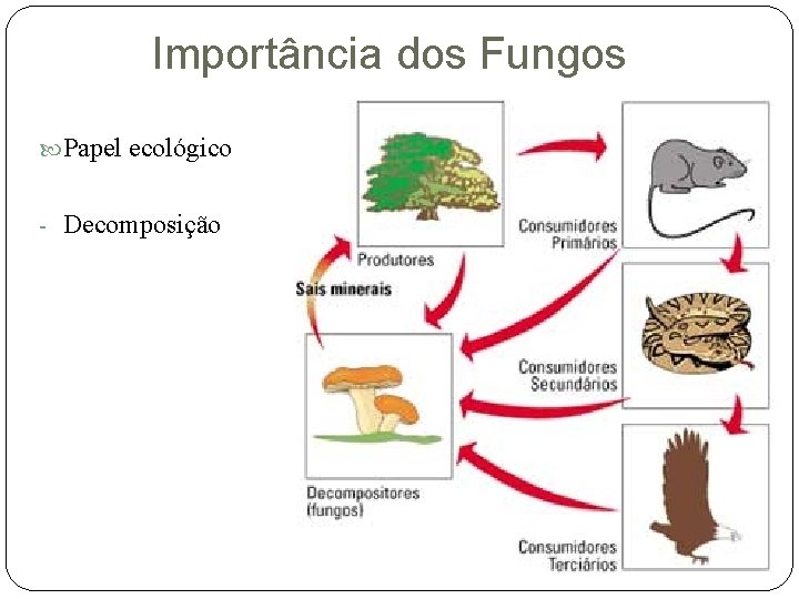 Importância dos Fungos Papel ecológico - Decomposição 