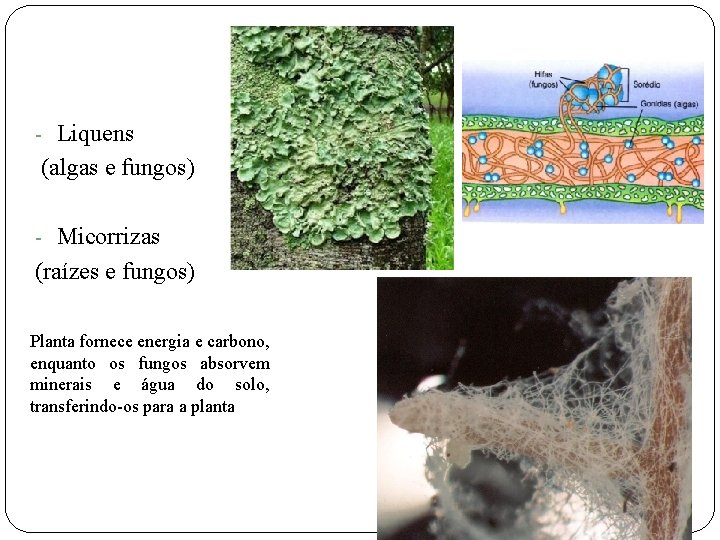 - Liquens (algas e fungos) - Micorrizas (raízes e fungos) Planta fornece energia e