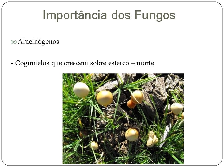 Importância dos Fungos Alucinógenos - Cogumelos que crescem sobre esterco – morte 