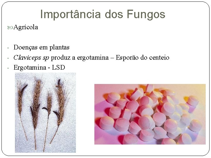 Importância dos Fungos Agrícola - Doenças em plantas - Claviceps sp produz a ergotamina