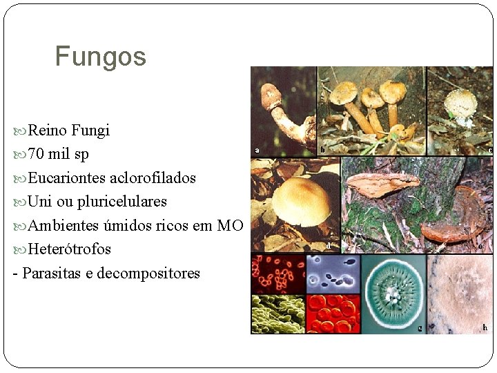 Fungos Reino Fungi 70 mil sp Eucariontes aclorofilados Uni ou pluricelulares Ambientes úmidos ricos