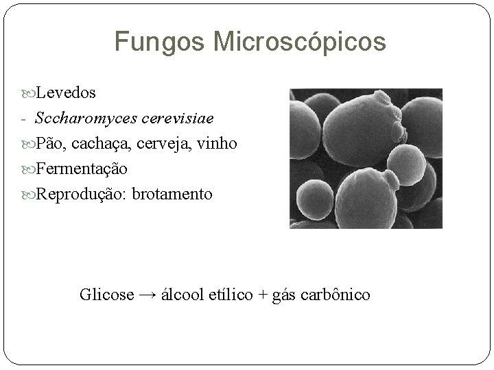 Fungos Microscópicos Levedos - Sccharomyces cerevisiae Pão, cachaça, cerveja, vinho Fermentação Reprodução: brotamento Glicose