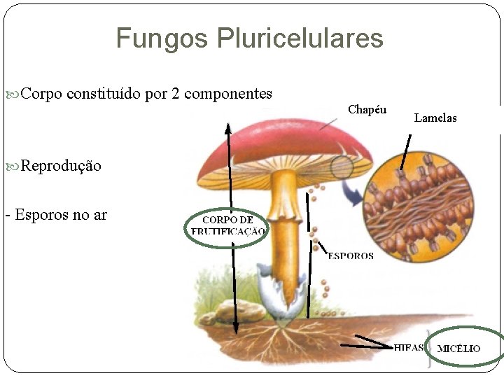 Fungos Pluricelulares Corpo constituído por 2 componentes Reprodução - Esporos no ar Chapéu Lamelas