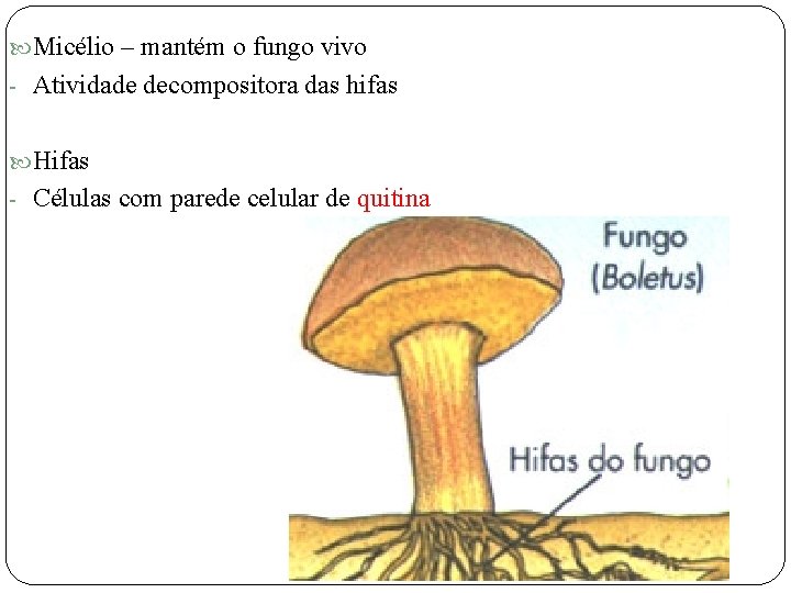 Micélio – mantém o fungo vivo - Atividade decompositora das hifas Hifas -