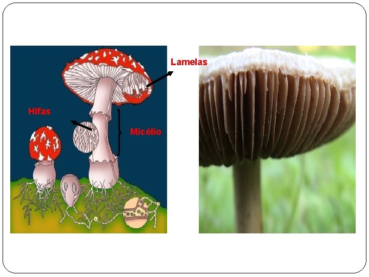 Lamelas Hifas Micélio 