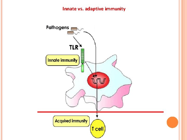 Innate vs. adaptive immunity 