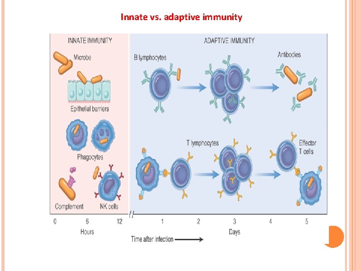 Innate vs. adaptive immunity 