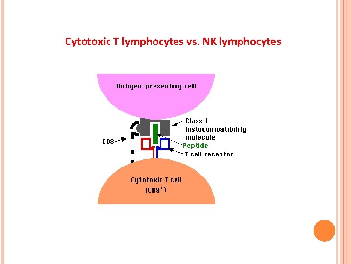 Cytotoxic T lymphocytes vs. NK lymphocytes 