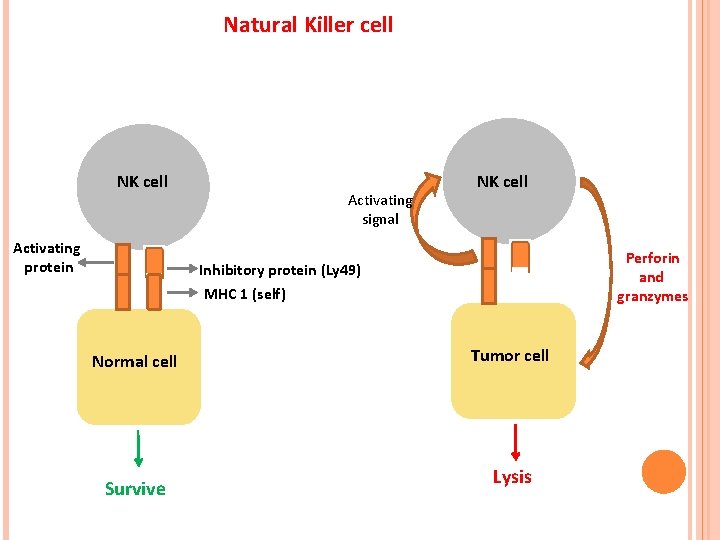 Natural Killer cell NK cell Activating protein Activating signal NK cell Perforin and granzymes