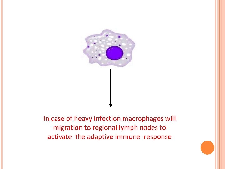 In case of heavy infection macrophages will migration to regional lymph nodes to activate