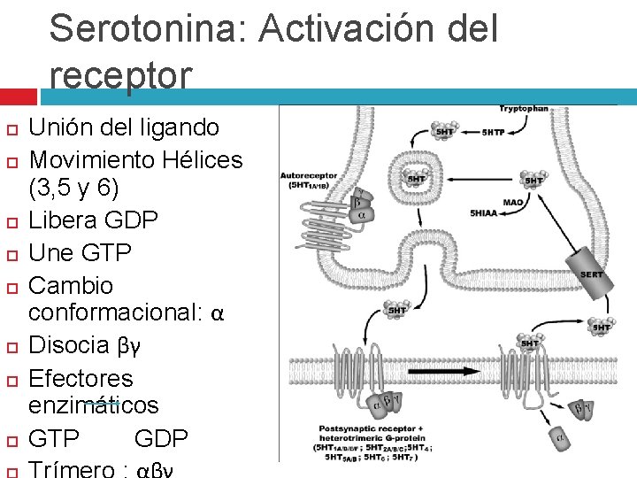 Serotonina: Activación del receptor Unión del ligando Movimiento Hélices (3, 5 y 6) Libera Serotonina: Activación del receptor Unión del ligando Movimiento Hélices (3, 5 y 6) Libera