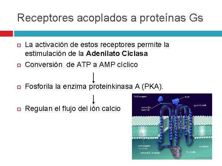 Receptores acoplados a proteínas Gs La activación de estos receptores permite la estimulación de Receptores acoplados a proteínas Gs La activación de estos receptores permite la estimulación de