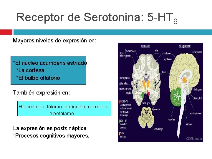Receptor de Serotonina: 5 -HT 6 Mayores niveles de expresión en: *El núcleo acumbens Receptor de Serotonina: 5 -HT 6 Mayores niveles de expresión en: *El núcleo acumbens