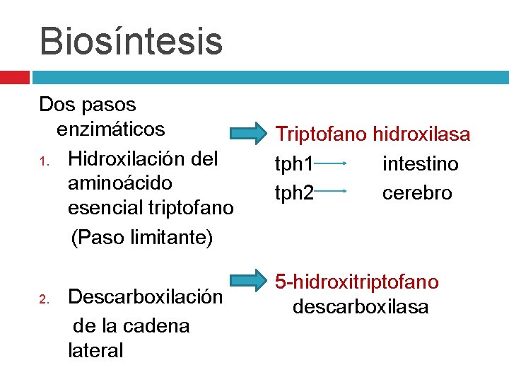 Biosíntesis Dos pasos enzimáticos 1. Hidroxilación del aminoácido esencial triptofano (Paso limitante) 2. Descarboxilación Biosíntesis Dos pasos enzimáticos 1. Hidroxilación del aminoácido esencial triptofano (Paso limitante) 2. Descarboxilación