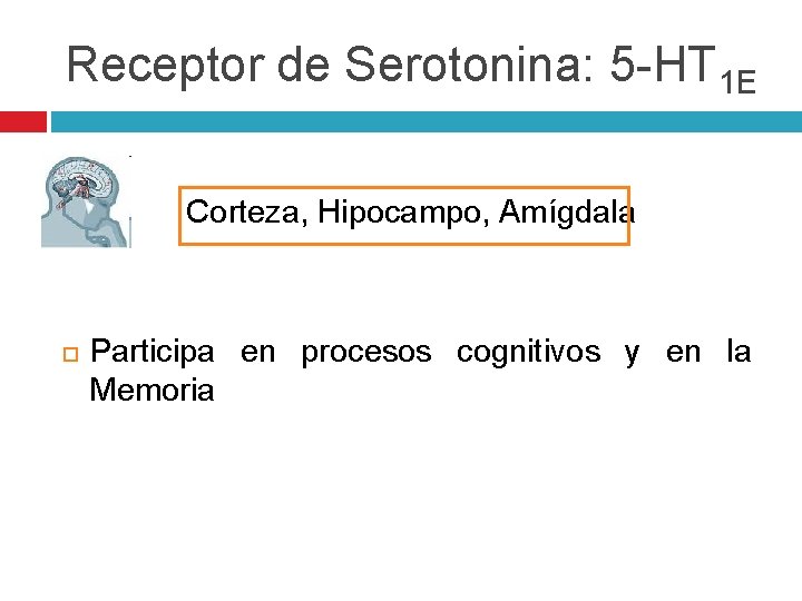 Receptor de Serotonina: 5 -HT 1 E Corteza, Hipocampo, Amígdala Participa en procesos cognitivos Receptor de Serotonina: 5 -HT 1 E Corteza, Hipocampo, Amígdala Participa en procesos cognitivos