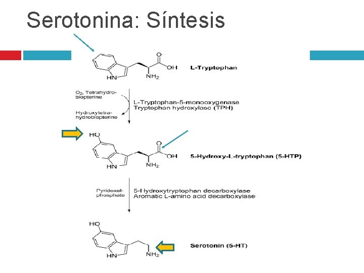 Serotonina: Síntesis Serotonina: Síntesis