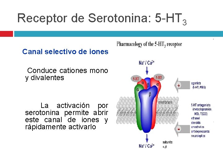 Receptor de Serotonina: 5 -HT 3 Canal selectivo de iones Conduce cationes mono y Receptor de Serotonina: 5 -HT 3 Canal selectivo de iones Conduce cationes mono y