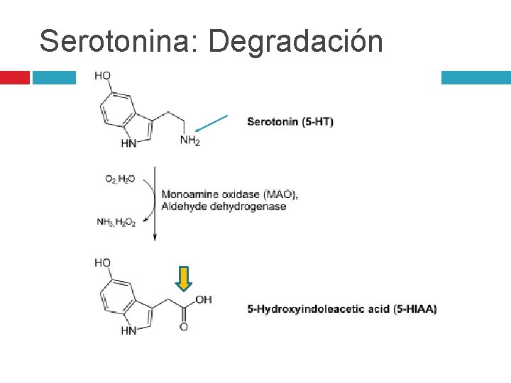 Serotonina: Degradación Serotonina: Degradación